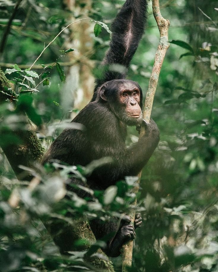 Chimpanzee tracking in Kibale Forest